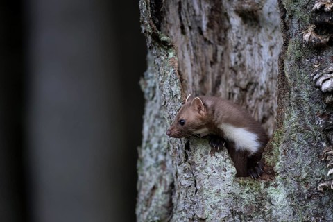 Beech marten (Martes foina), Bitburg, Rhineland-Palatinate, Germany, Europe