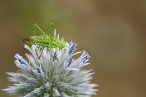 Female common plumage cricket (Isophya krausii) at globe thistle defecating, plumage cricket,