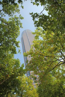 Messeturm 257m, view up, green, branches, deciduous tree, perspective, tower, Messe, Bockenheim,