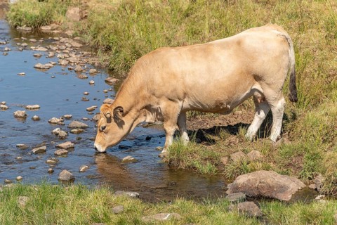 Aubrac cow going to drink in a river in times of drought. Aubrac, France, Europe