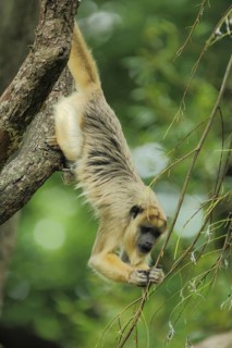 Black howler (Alouatta caraya), female, adult, climbing, upside down, down, hanging, captive