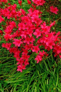Japanese azalea (Rhododendron x obtusum)