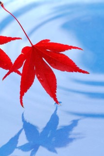 Leaves, Downy Japanese Maple (Acer japonicum) sycamore