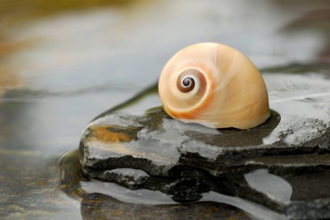 Snail shell on stone