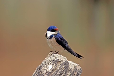 White-throated Swallow, South Afrika (Hirunda albigularis)