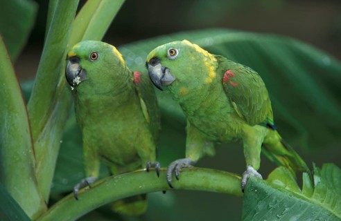 Yellow-naped Amazon, pair (Amazona ochrocephala auropalliata), Honduras, Central America