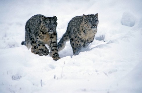 Snow leopard, pair (Panthera unica) (Unica unica)