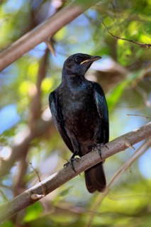 Young Red-shouldered Glossy Starling (Lamprotornis nitens), Kruger national park, South Africa,