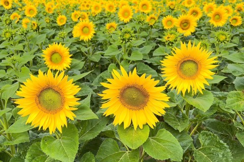 Sunflower (Helianthus annuus) Sunlight, blossom, summer feeling, blossoming sunflower field, Middle