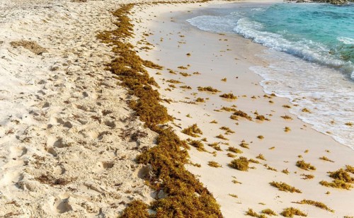 (Sargassum) seaweed washed up on sandy beach, Isla Mujeres, Caribbean Coast, Cancun, Quintana Roo,