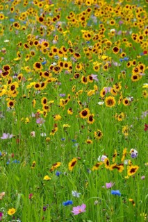 Colourful flower meadow with predominantly dyer's girl's eye, Plains Coreopsis, Münsterland