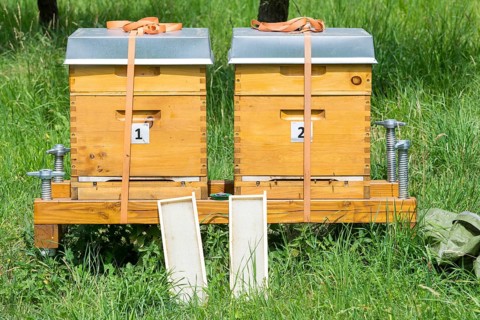 Beehives on a meadow orchard, Baden-Württemberg, Germany, Europe