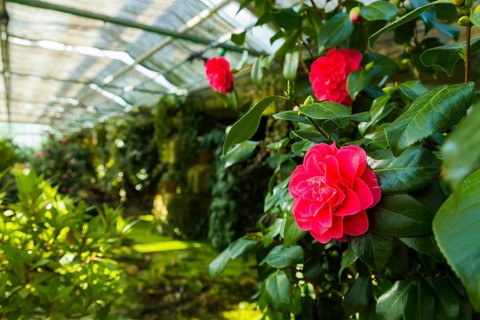 Zuschendorf Country Castle Camellia Show