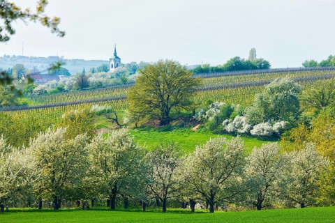 Spring in a carp tavern near Meissen