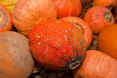 Pumpkins (Cucurbita) (Cucurbitaceae) are a genus of plants in the gourds . Five species are