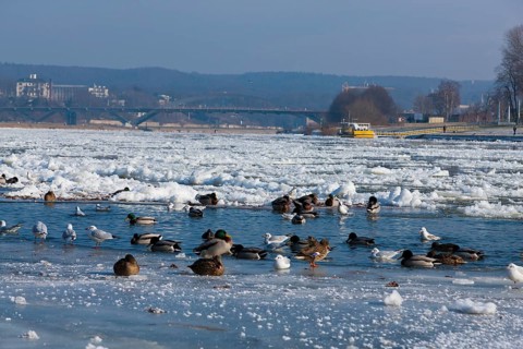 Waterfowl at the mouth of the Priessnitz in Dresden