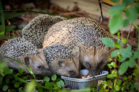 Hedgehog mother with young in the living environment of humans. A near-natural garden is a good