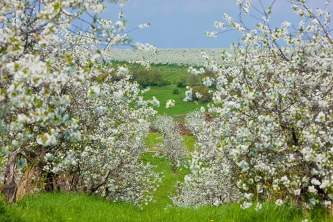 Orchards near Dohna