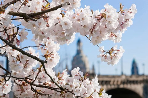 Dresden silhouette in spring. Numerous Japanese cherry trees blossom on the banks of the Neustädter