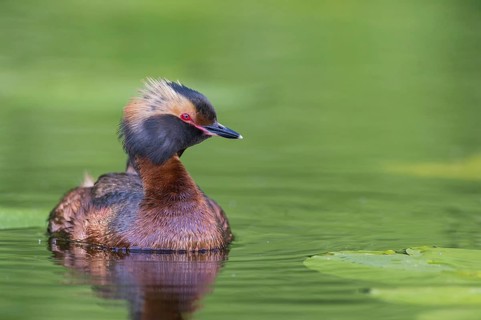 Horned Grebe (Podiceps auritus) swims in water, Västergotland, Sweden, Europe