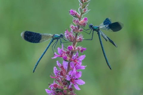 Banded Demoiselle (Calopteryx splendens), Upper Austria, Austria, Europe