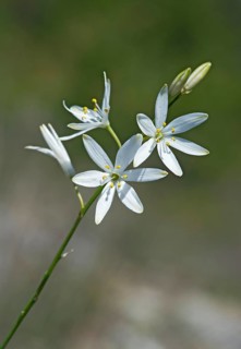 St bernard's lily (Anthericum liliago), Valais inner alpine rocky steppe, Niedergampel, Valais,