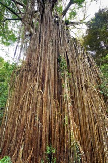 Curtain strangler fig (Ficus virens), tropical tree, tree, rainforest, jungle, Atherton tablelands,
