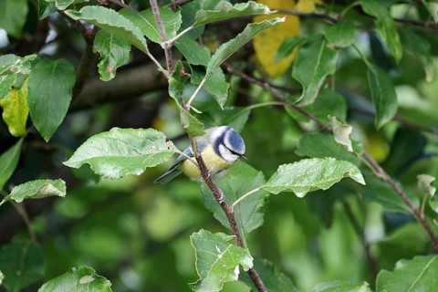 Blue Tit (Cyanistes caeruleus), titmouse, bird, garden, apple tree, autumn, Germany, A blue tit