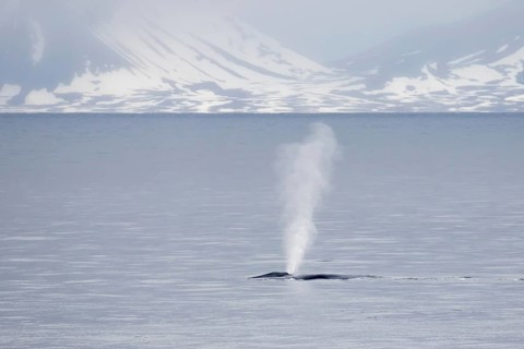 Blue whale (Balaenoptera musculus) adult, surfacing and splashing, in coastal habitat with light