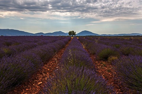 Lavender field, flowering true lavender (Lavandula angustifolia), near Puimoisson, dramatic clouds,
