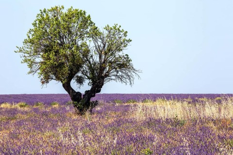 Tree in a lavender field, flowering true lavender (Lavandula angustifolia), near Valensole,