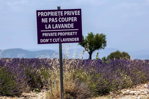 Prohibition sign in lavender field, flowering true lavender (Lavandula angustifolia), Puimoisson,