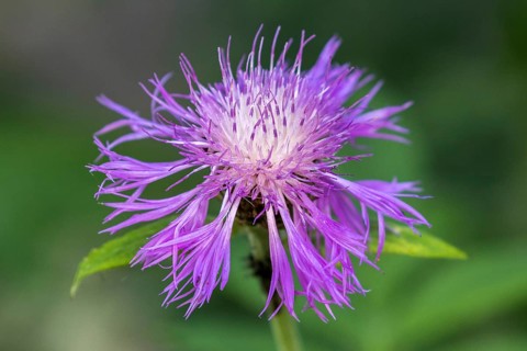 Psephellus dealbatus (Centaurea dealbata), flower, Baden-Württemberg, Germany, Europe