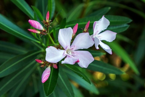 Oleander (Nerium oleander), also oleander, flower, pink flowering, Baden-Württemberg, Germany,