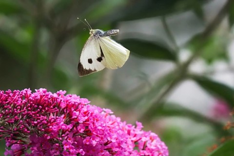 Cabbage butterfly (Pieris brassicae), flying, approaching flower of butterfly-bush (Buddleja