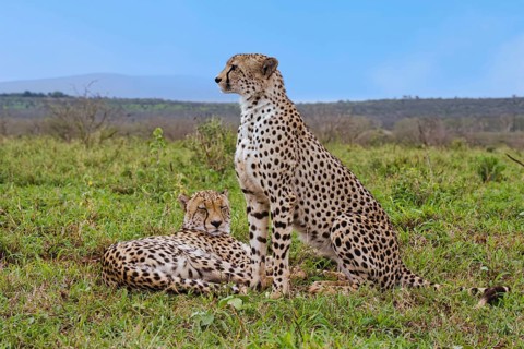 Two young Southeast African cheetahs (Acinonyx jubatus jubatus) in the savannah, one laying, one