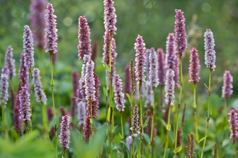 Meadow bistort (Bistorta officinalis), meadow knotweed, Emsland, Lower Saxony, Germany, Europe