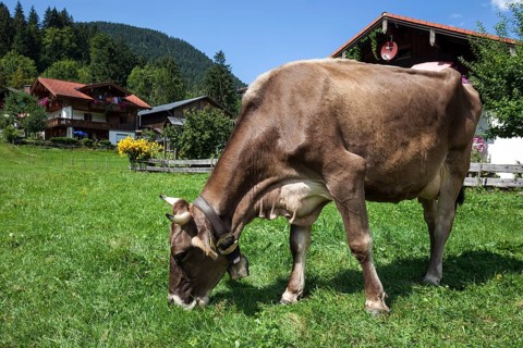 Cow on a pasture in Bruck, Bad Hindelang, Oberallgäu, Allgäu, Bavaria, Germany, Europe