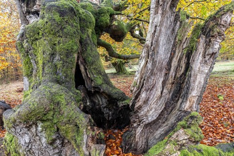 Old copper beeches (Fagus sylvatica) in the Hutewald Halloh, Hesse, Lower Saxony