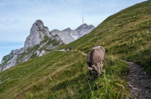 Hiking trail with cow, Säntis, Appenzell Ausserrhoden, Appenzell Alps, Switzerland, Europe