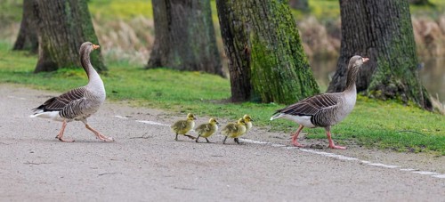 Greylag geese (Anser anser) with chicks, Germany, Europe