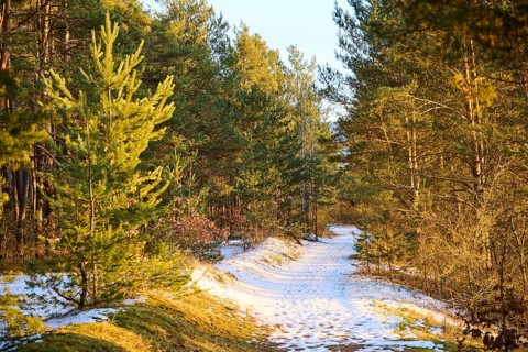Trail going through a Scots pine (Pinus sylvestris) forest, snow, Upper Palatinate, Bavaria,