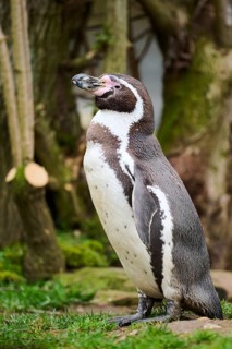 African penguin (Spheniscus demersus) standing on the ground, captive, Germany, Europe