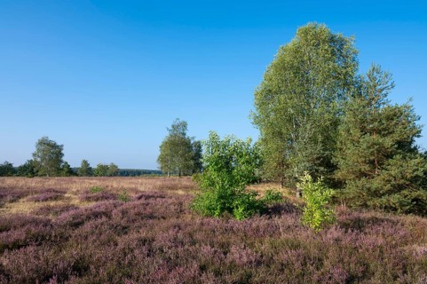 Heathland, flowering common heather (Calluna vulgaris), birch (Betula), common pine (Pinus