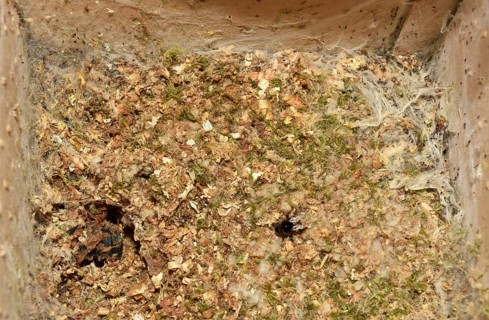 Web of the wax moth (Galleriinae) in the bumblebee house (Bombus hortorum)