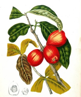Syzygium jambos, also called rose apple, is a tree of the myrtle family, Historical, digitally