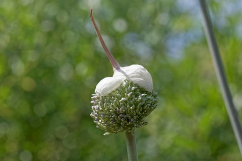 Ornamental leek (Allium giganteum), open flower with cap, Germany, Europe