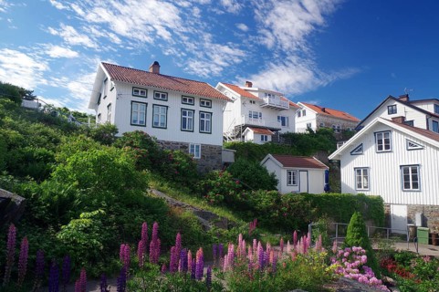 Individual houses on archipelago island Gullllhlomen and flowering lupines, holiday, Örust