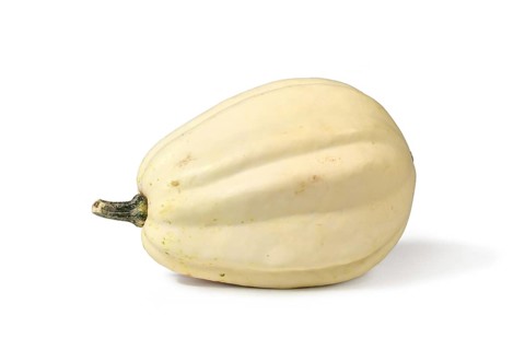 Cream white long Acorn squash on white background