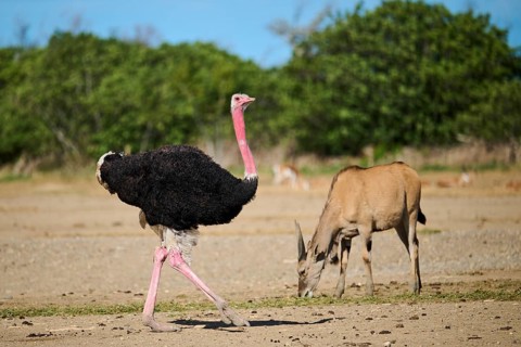 Common ostrich (Struthio camelus) male in the dessert, captive, distribution Africa